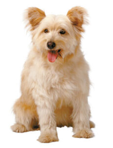 Pet Corner Image
